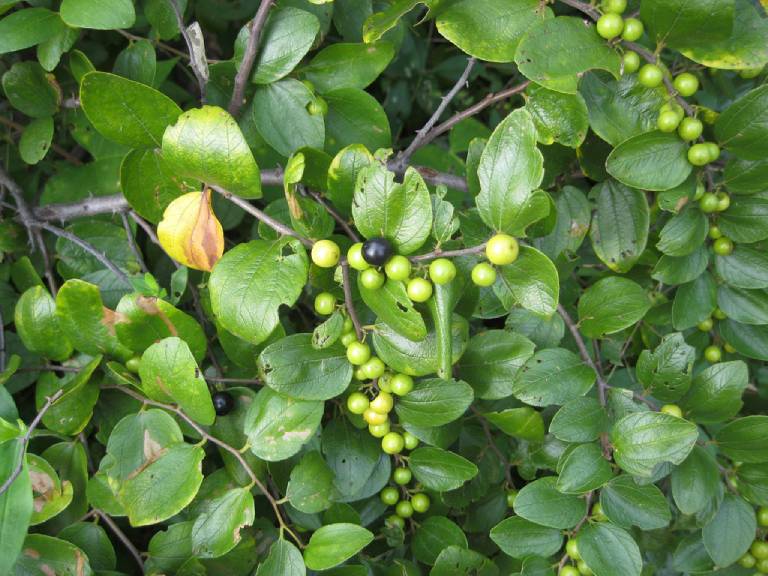 Rhamnus crenatus